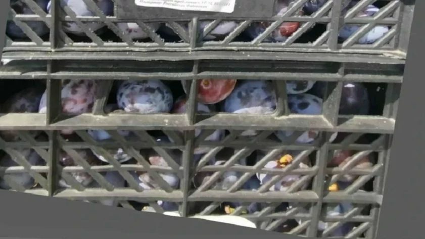 Более 40 тонн сливы из Киргизии вернули отправителям на границе края