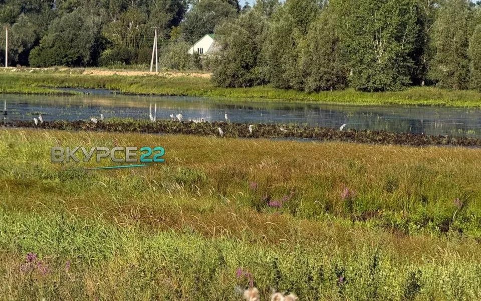 В микрорайоне Затон заметили краснокнижных белых цапель