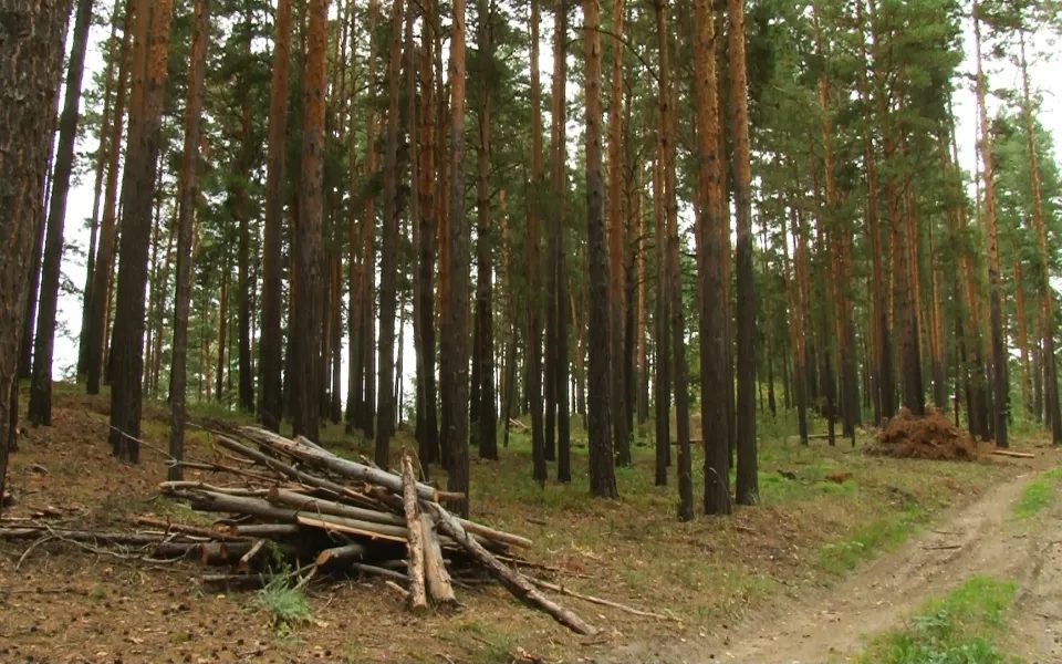 В ленточном бору Барнаула начинают строить поселок для научных работников