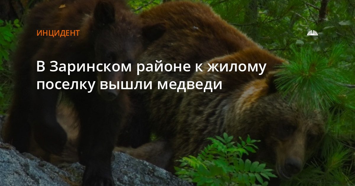 Медведицу с медвежонком заметили в поселке Залесиха