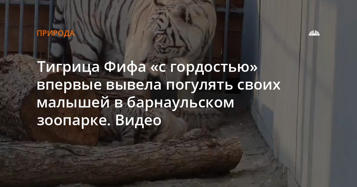 Тигрица Фифа впервые вывела детенышей на прогулку в барнаульском зоопарке