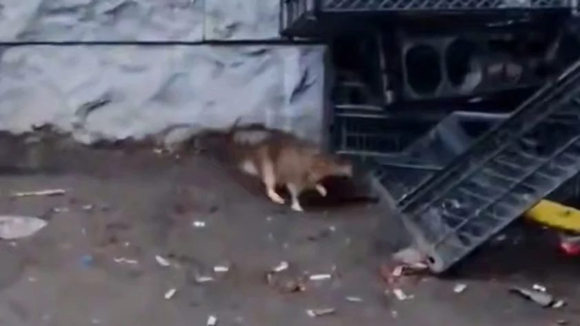 Жители дома на Взлетной жалуются на крыс во дворе