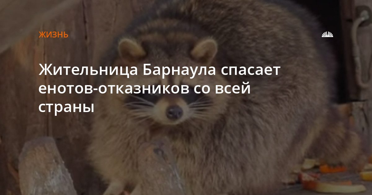 В Барнауле открыли единственное в крае енотовое антикафе