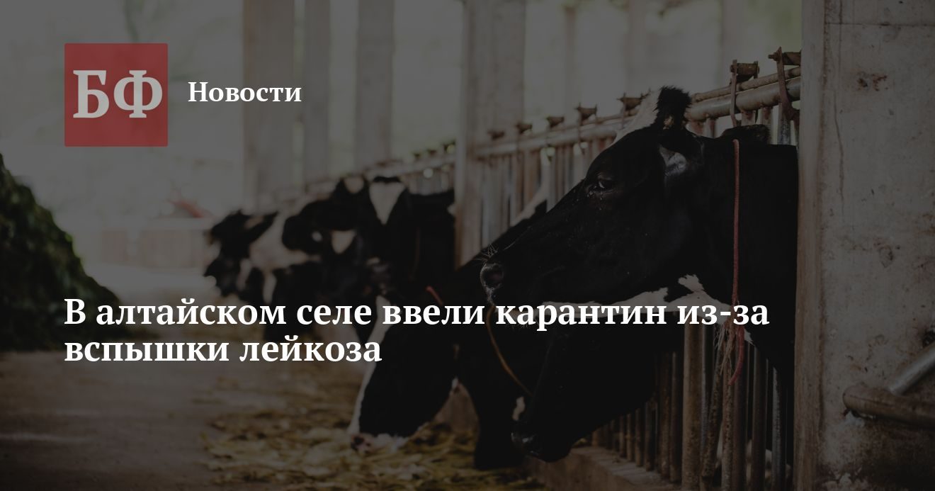 В селе Малые Бутырки Мамонтовского района ввели карантин из-за лейкоза у коров