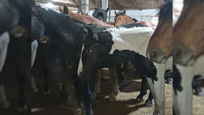 Более 180 лошадей пытались незаконно перегнать из Алтайского края в Казахстан