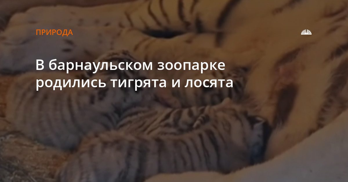 В барнаульском зоопарке родились тигрята и лосята