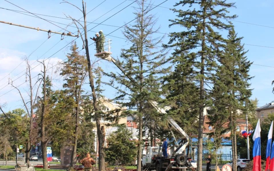 В Барнауле спилят более 200 опасных деревьев