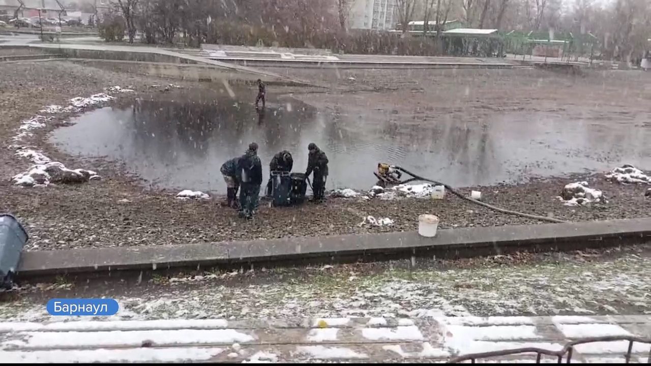 Декоративных карпов из парка «Изумрудный» на зиму перевезли в Калманский район