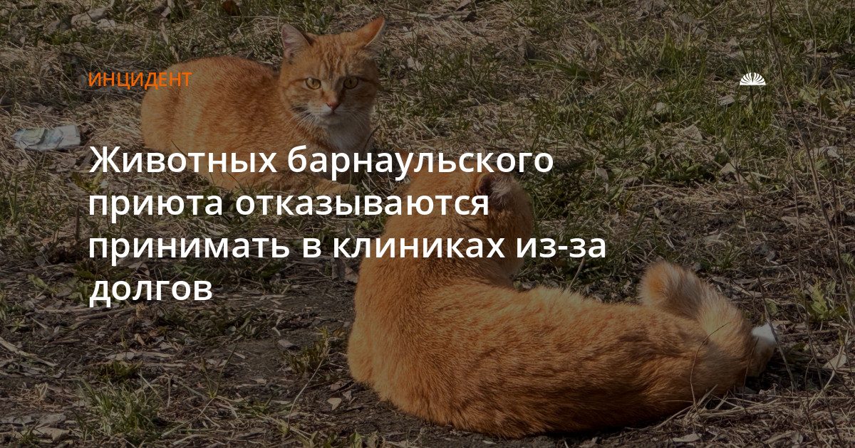 Приют «Бусинка» в Барнауле просит помощь: долг перед клиниками превысил 127 тысяч рублей