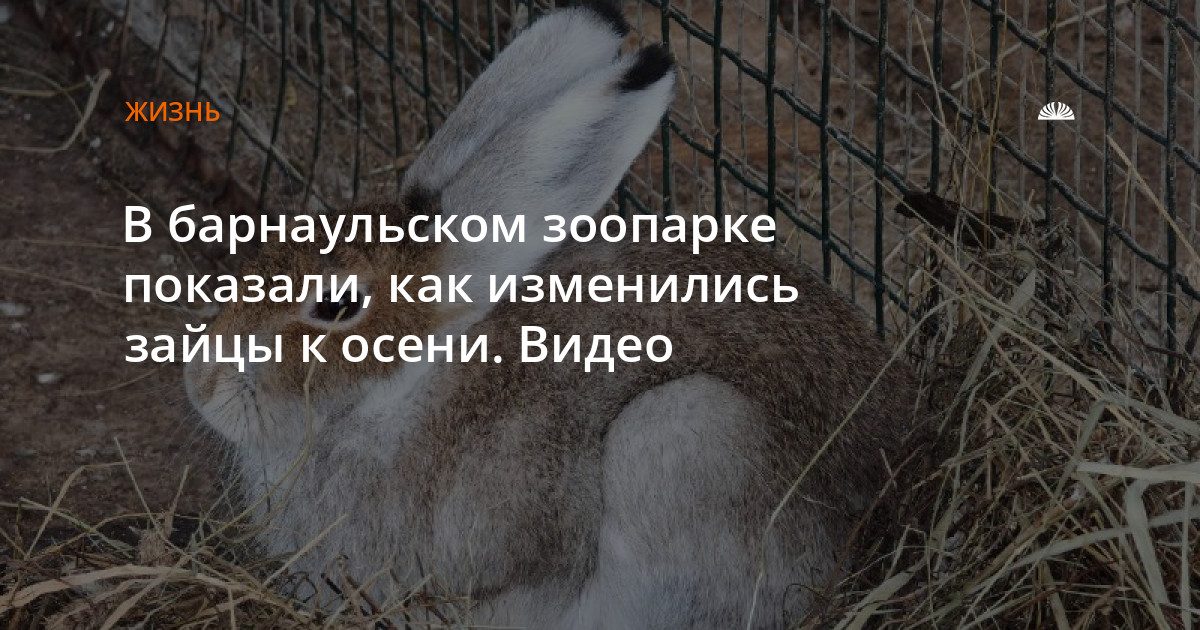В зоопарке «Лесная сказка» зайцы-беляки меняют окрас к осени