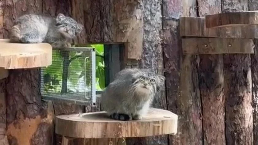 Котятам манула Пепе из барнаульского зоопарка дали имена