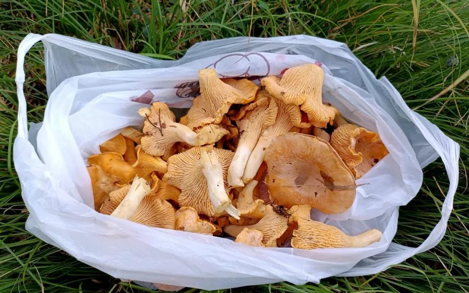 Грибники Алтайского края делятся урожаями вешенки и опят