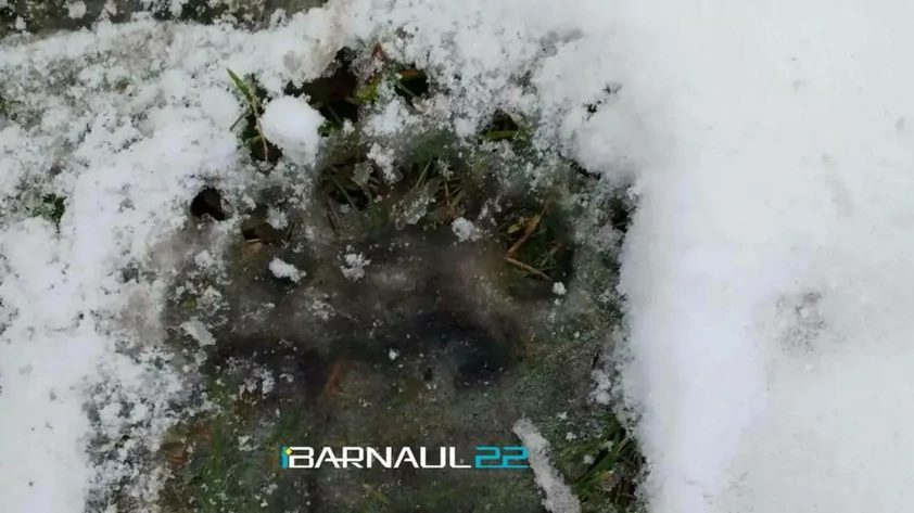 Следы медведя обнаружили в Белокурихе