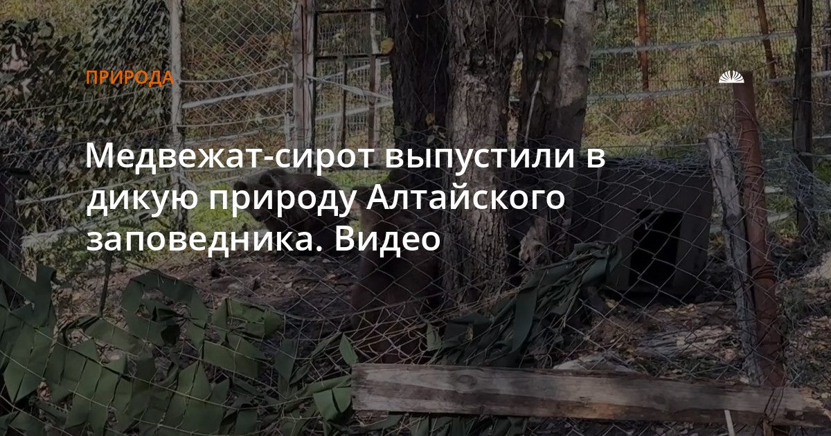 Медвежат-сирот выпустили в дикую природу Алтайского заповедника