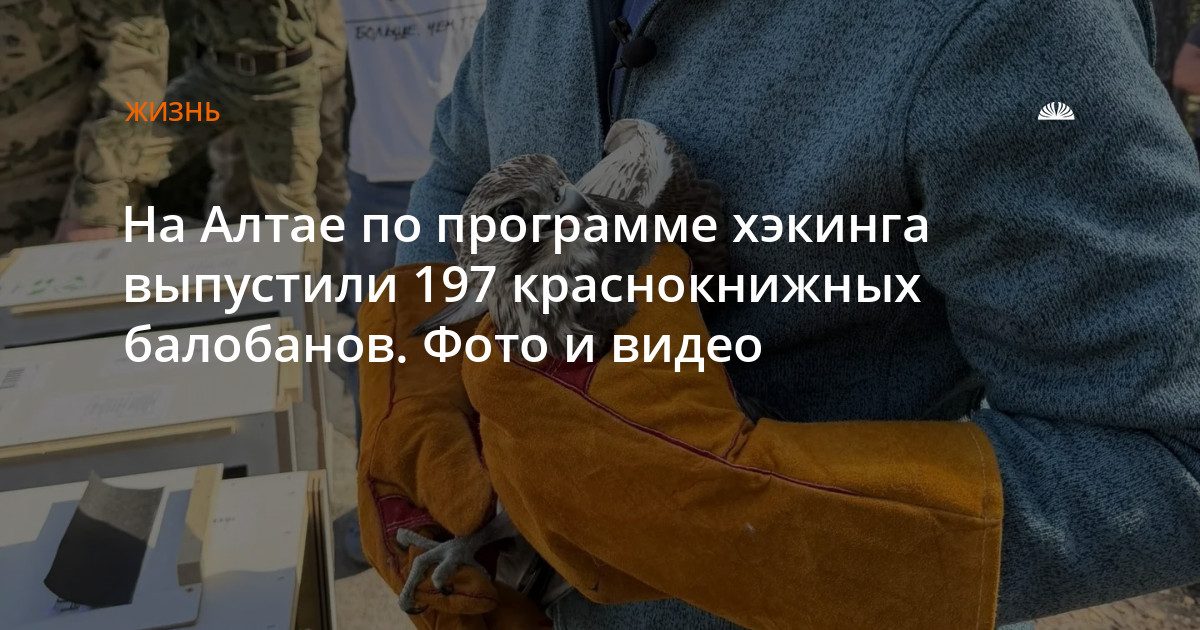 На Алтае выпустили 197 краснокнижных балобанов