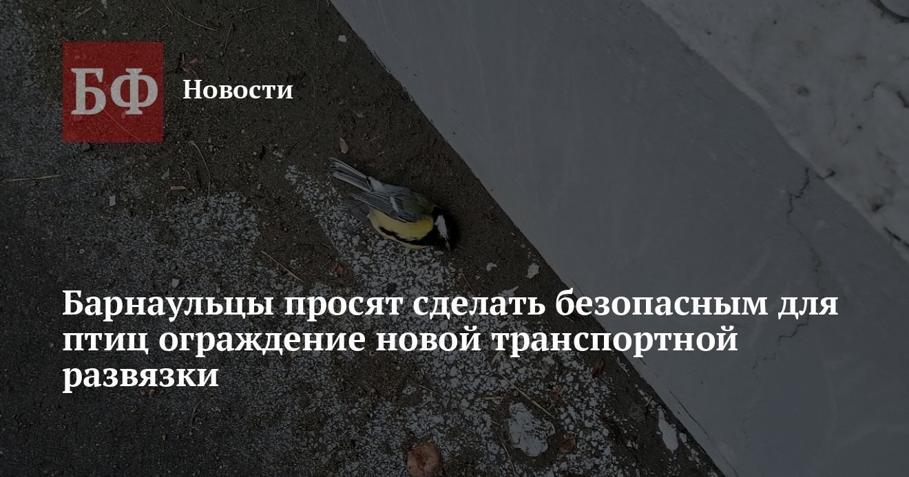 Барнаульцы просят сделать безопасным для птиц ограждение новой транспортной развязки