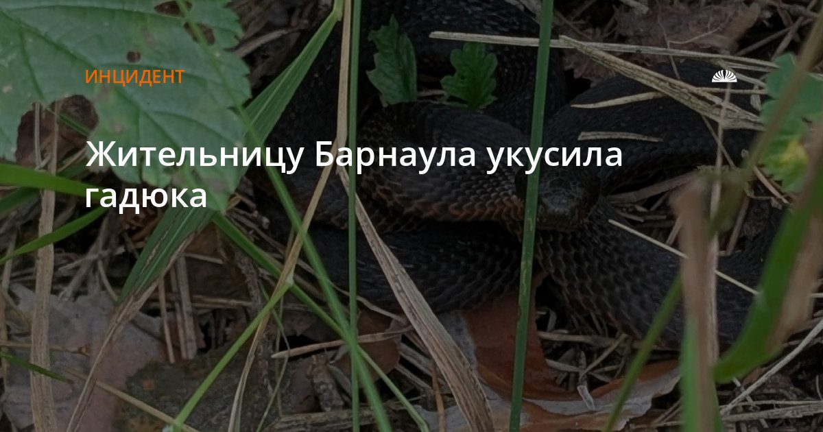 Жительницу Барнаула укусила гадюка в районе Фирсово