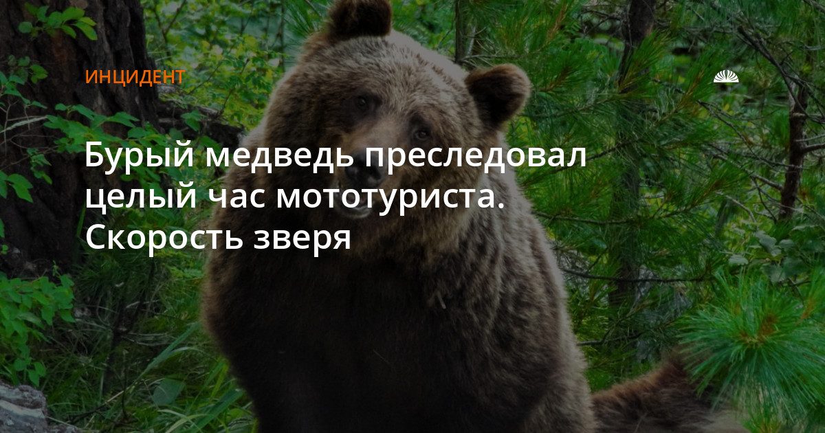 Медведь час преследовал мотоциклиста на Алтае