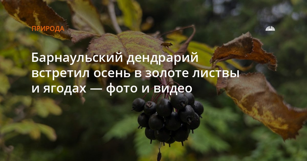 Осень в барнаульском дендрарии: золотая листва и спелые ягоды