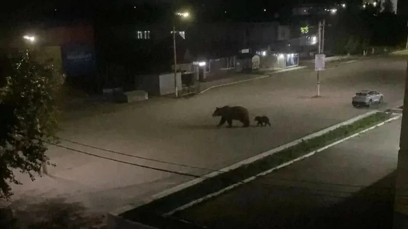 В Заринске якобы видели медведицу с медвежонком