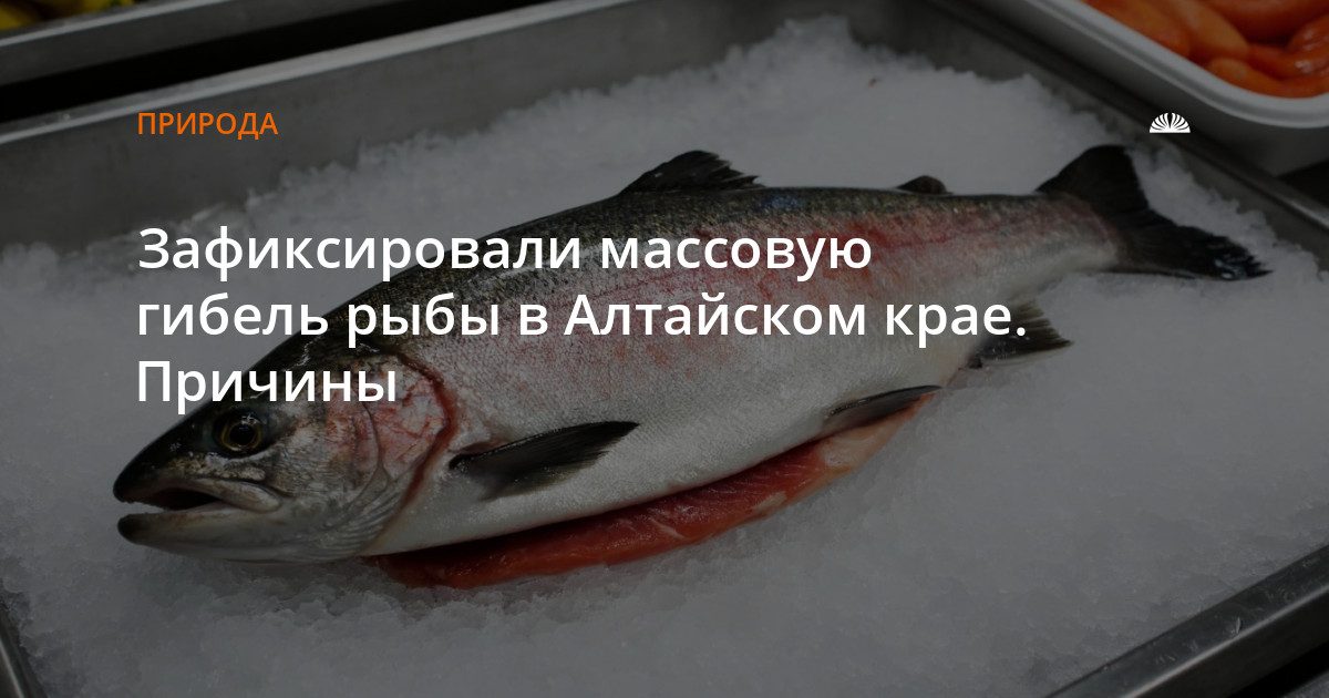 На Оби в Каменском и Шелаболихинском районах массово гибнет рыба