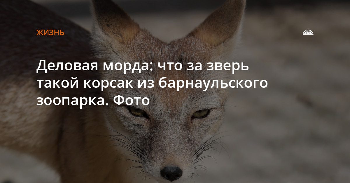 Что за зверь корсак из барнаульского зоопарка