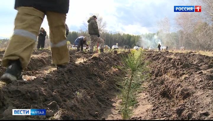 На территории Барнаульского лесничества высадили 600 сеянцев сосны