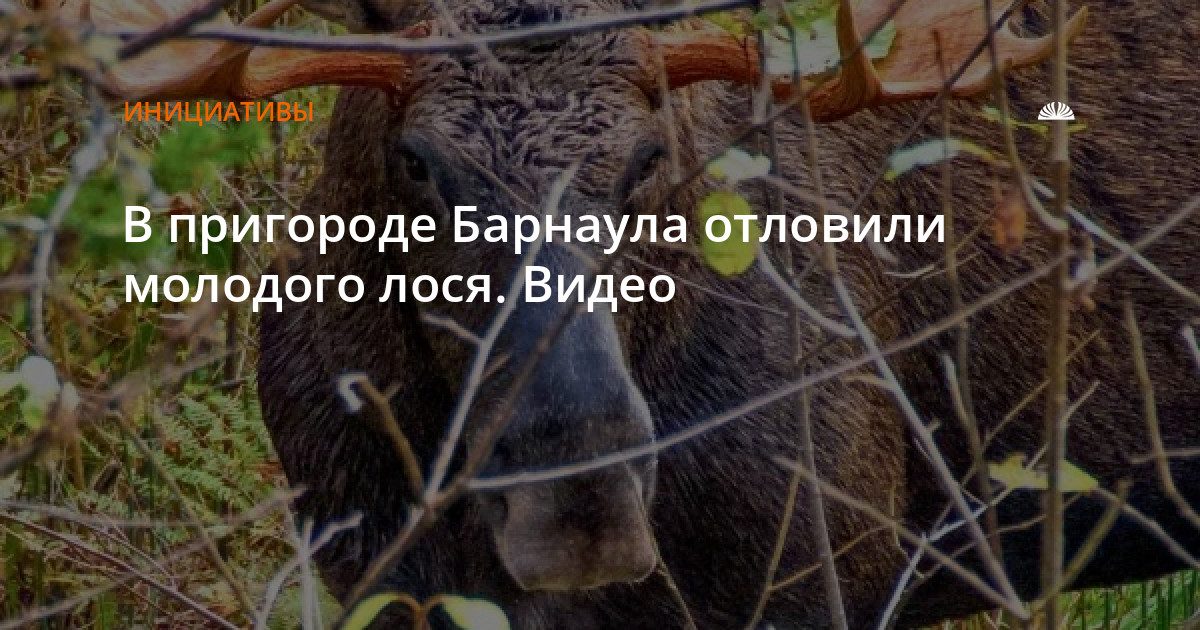 В пригороде Барнаула отловили молодого лося