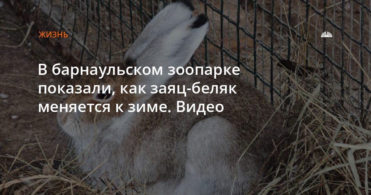 В зоопарке «Лесная сказка» заяц-беляк начал линять к зиме