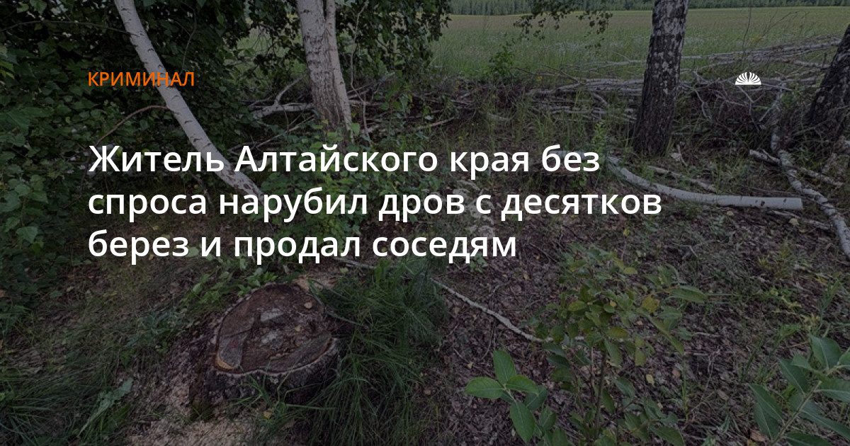 Мужчина нарубил дров из 22 берез в лесничестве Заринского района и продал соседям