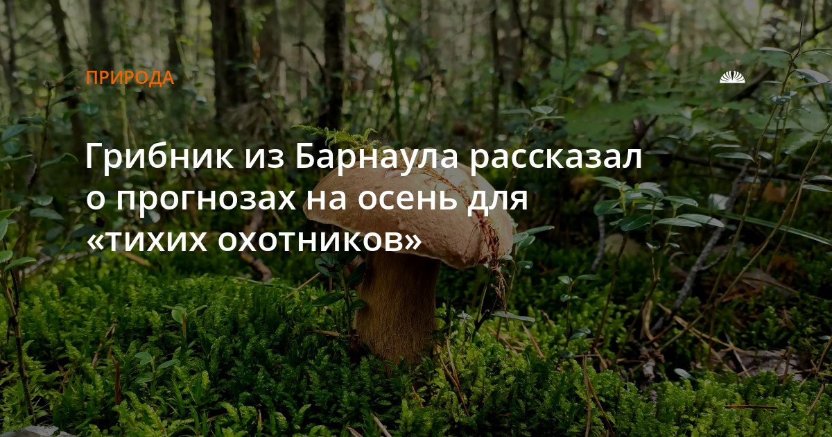 Барнаульский грибник спрогнозировал урожай на осень после аномального лета