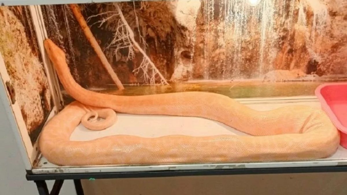 В Бийске изъяли более 60 животных из нелегальной выставки