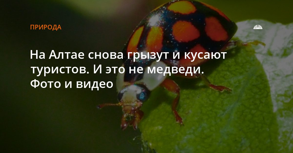На Алтае туристов кусают арлекиновые божьи коровки