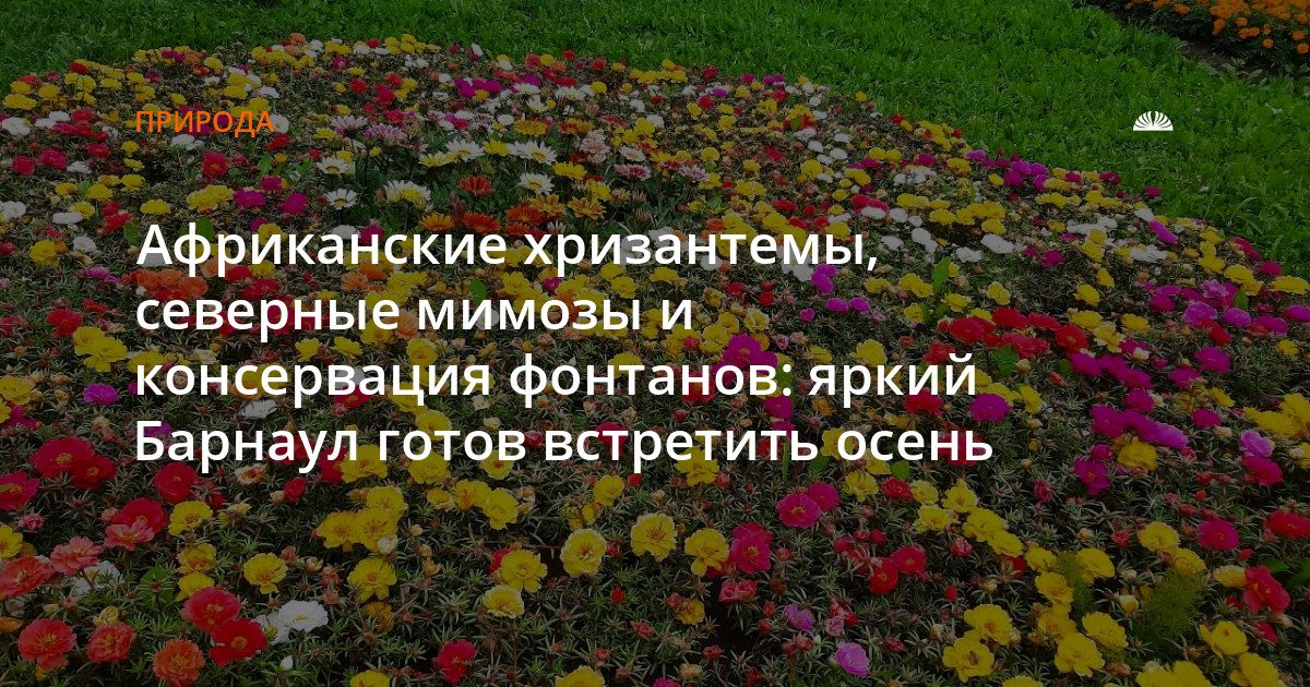 Барнаул украшается цветами перед осенью