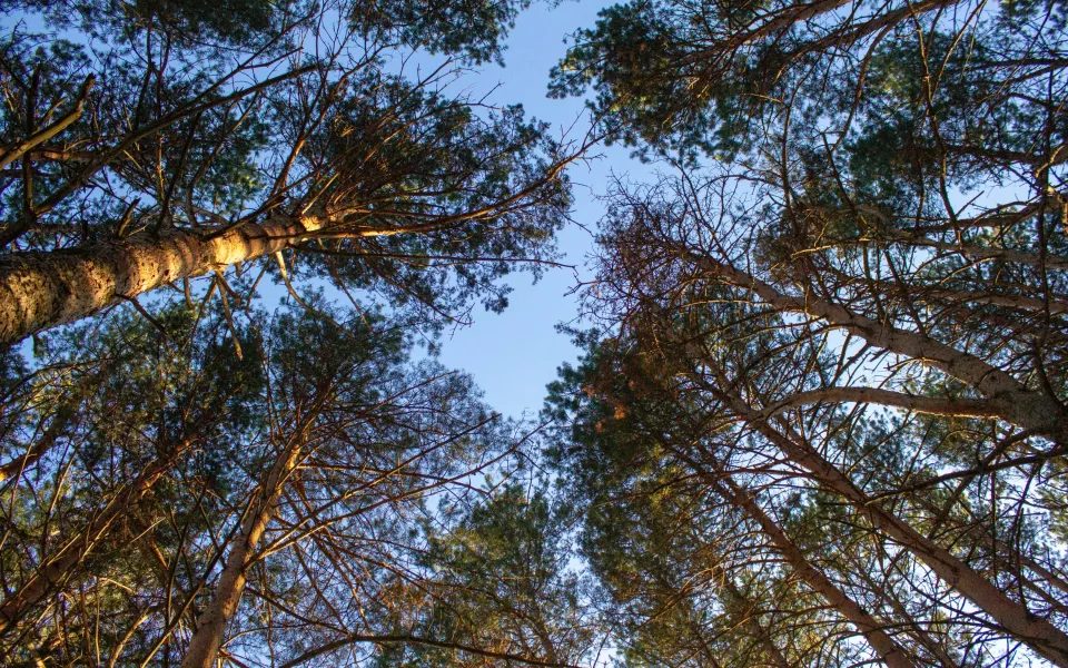 В Алтайском крае за полгода выявили 37 незаконных вырубок леса