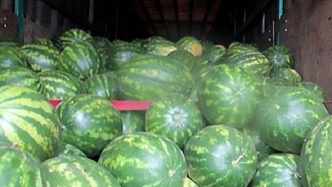 Партию казахстанских арбузов весом 20 тонн развернули на границе Алтая