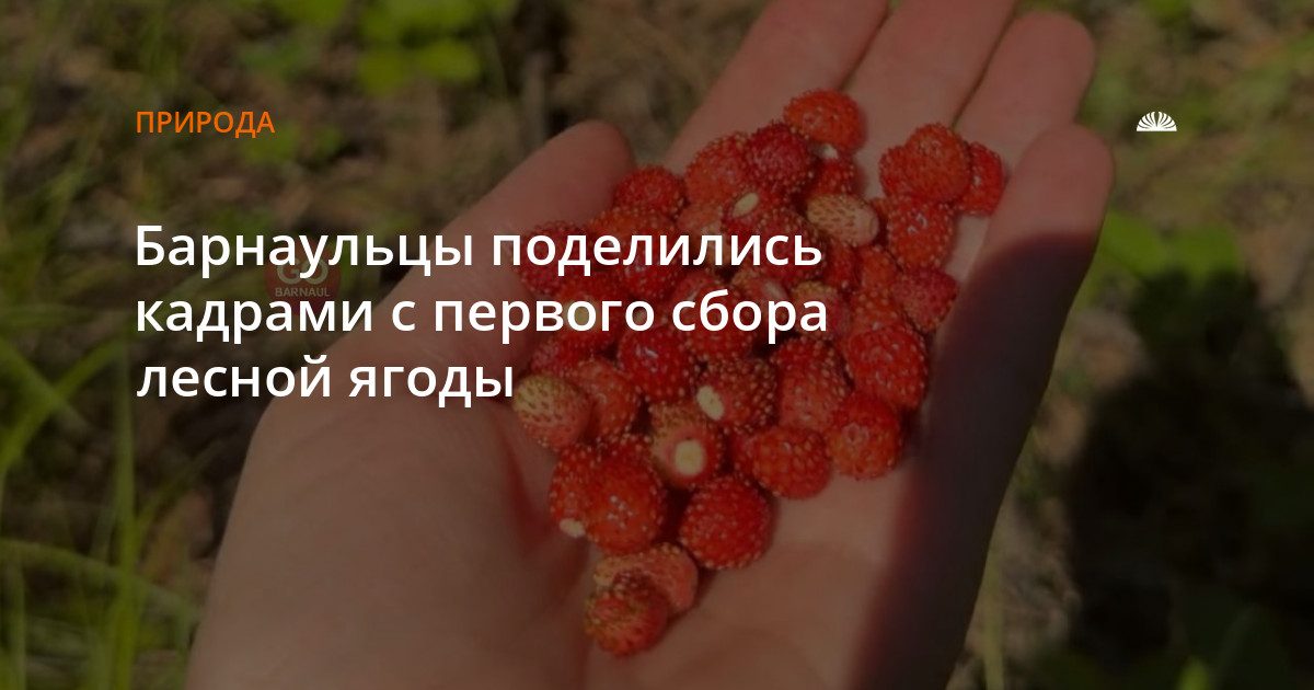 Барнаульцы начали собирать первую лесную ягоду на Алтае