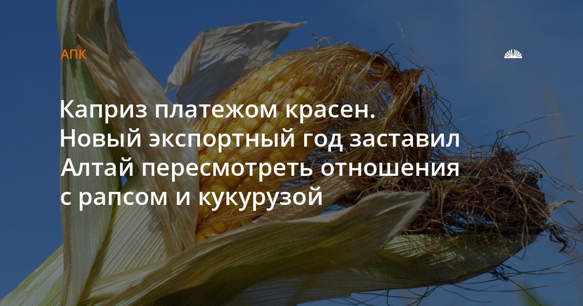 Алтай увеличивает экспорт зерна и масличных, но столкнулся с запретом Китая на рапсовое масло
