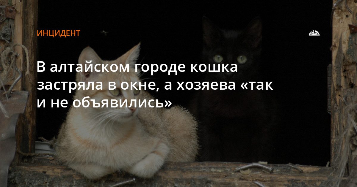 В Новоалтайске спасатели извлекли кошку из оконного проема