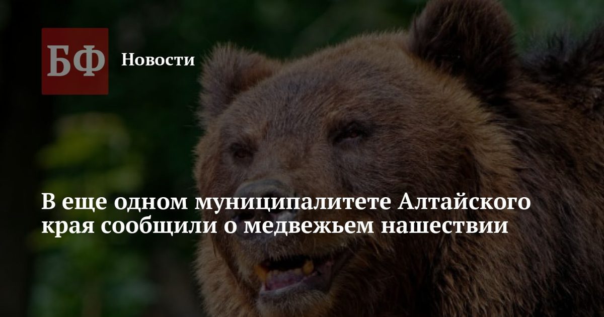Медведи активничают в Заринском районе