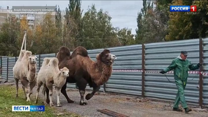 В барнаульский зоопарк приехала пара молодых двугорбых верблюжат