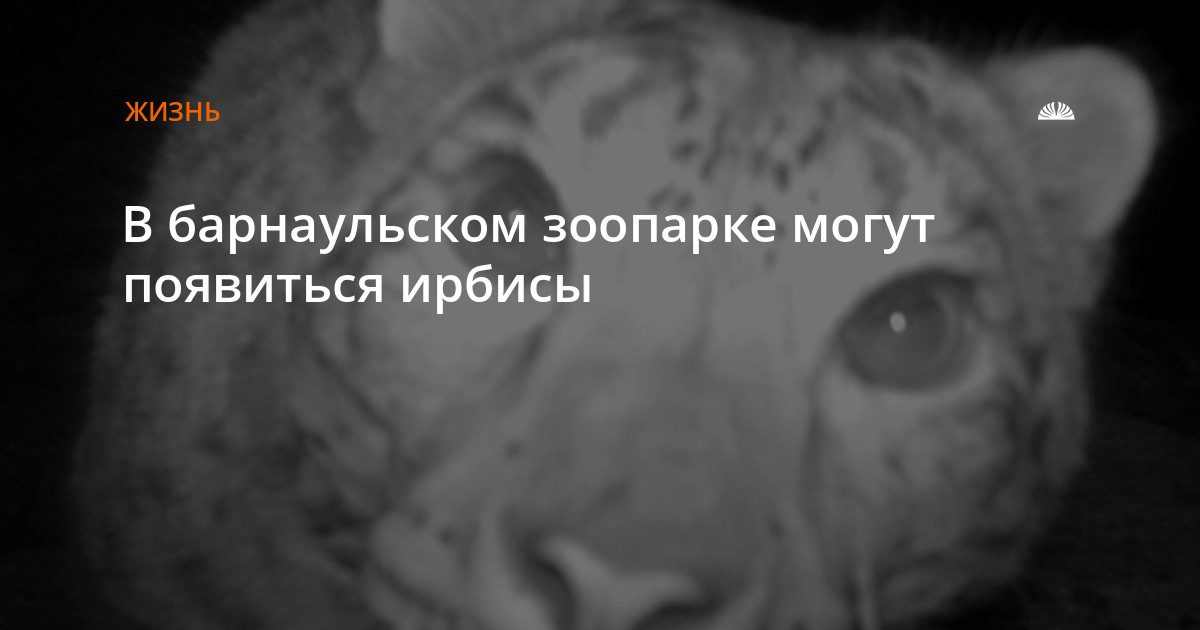 В зоопарке «Лесная сказка» построили вольеры для снежных барсов