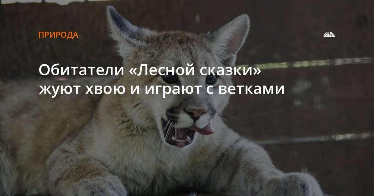 Животные «Лесной сказки» грызут хвойные ветки
