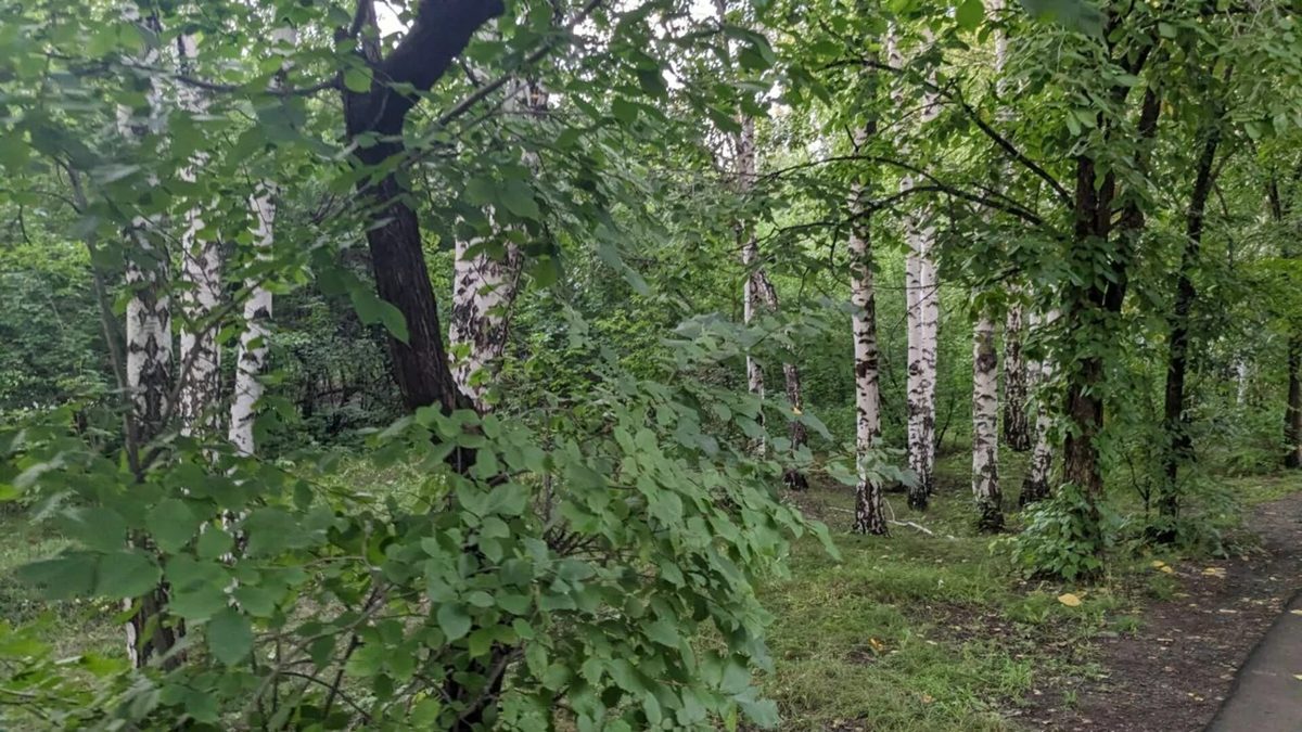В Мизюлинской роще обработают деревья от мучнистой росы