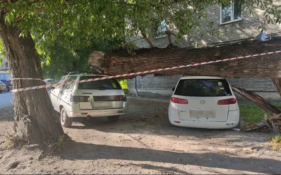 Дерево придавило два автомобиля на улице Деповской в Барнауле