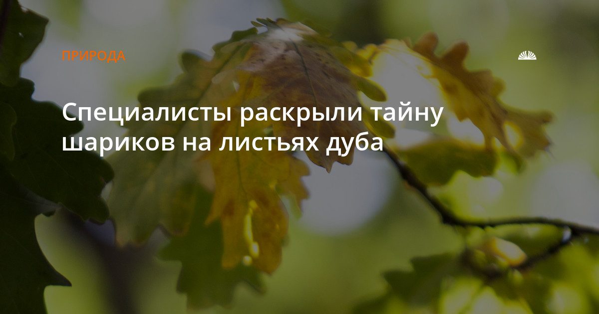 Шарики на листьях дуба — это галлы дубовой орехотворки