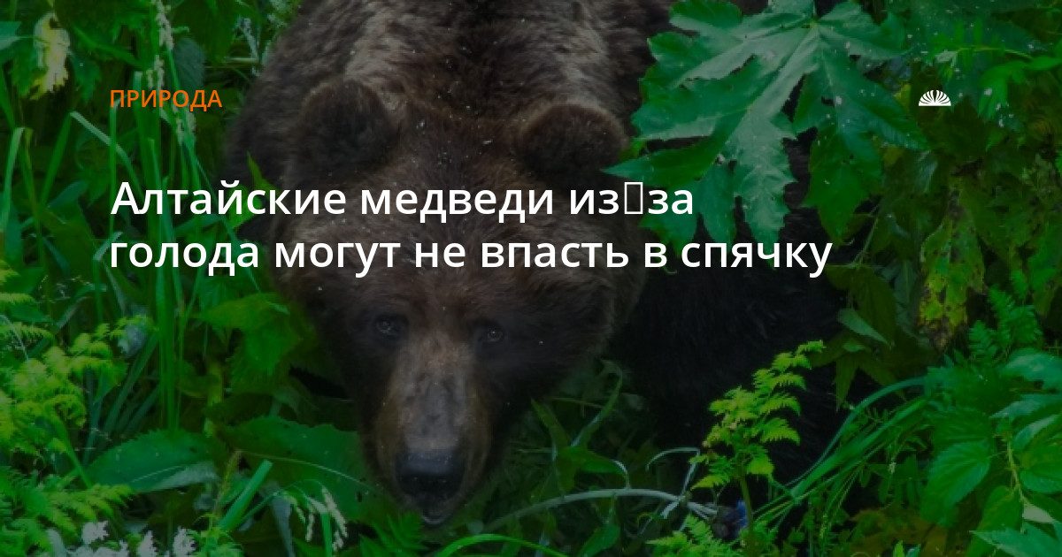 Медведи голодают и выходят к людям: чем это грозит Алтаю