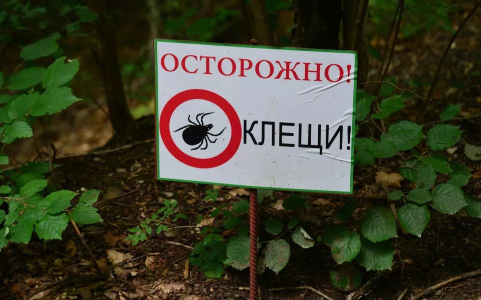69 барнаульцев и жителей края пострадали от клещей за неделю