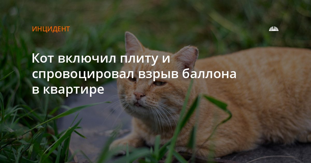 Кот включил плиту, и взорвался газовый баллон в квартире Барнаула