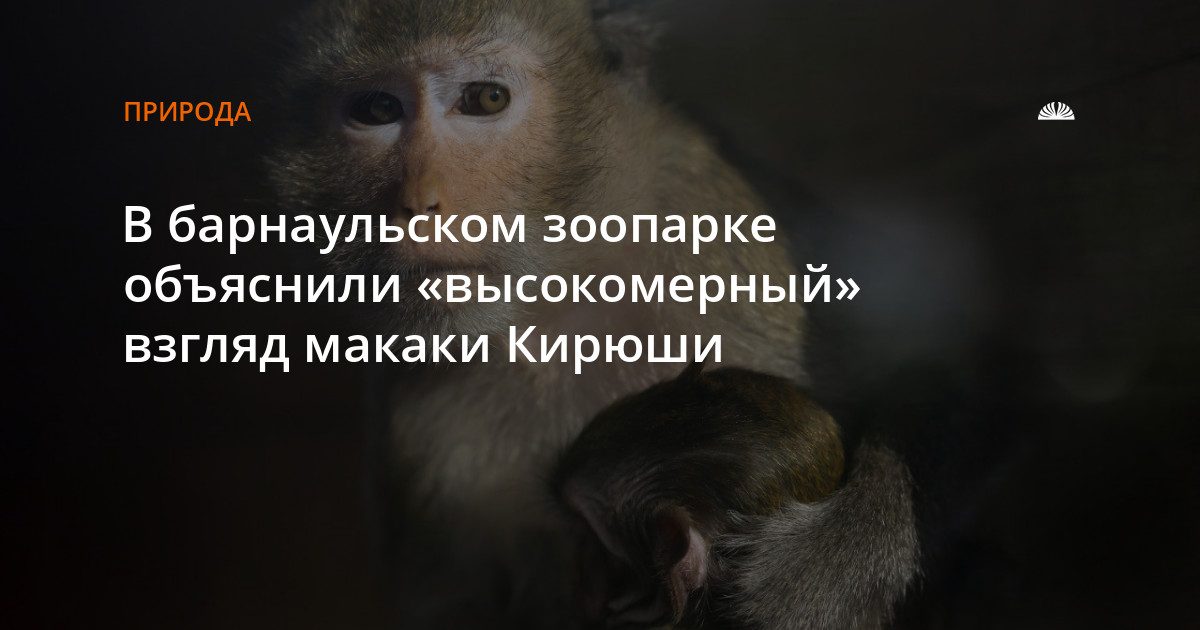 Взгляд макаки Кирюши — не высокомерие, а инстинкт
